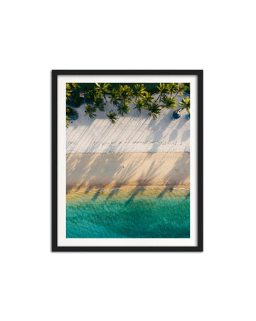 Palms